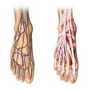 Arthrose Fußwurzel